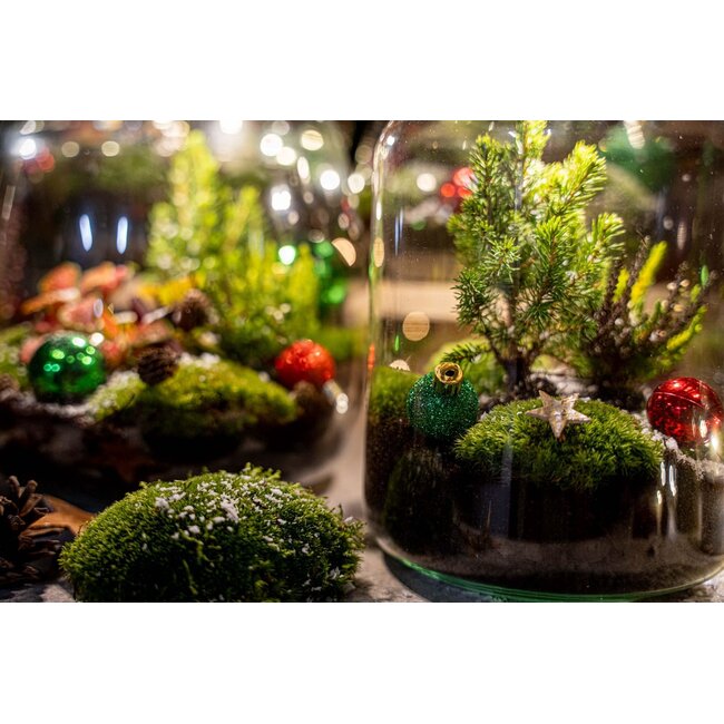 Berry Kerstmis terrarium - Planten terrarium - DIY kit Christmas - Ø 19 cm ↑ 20 cm