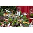 Berry Kerstmis terrarium - Planten terrarium - DIY kit Christmas - Ø 19 cm ↑ 20 cm