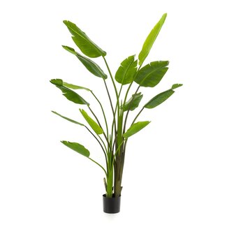 Strelitzia nicolai - 180 cm - In zwarte pot - Kunstplant