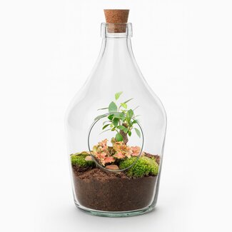 Open terrarium John - Bonsai & Ruby Lime ↑ 30 cm