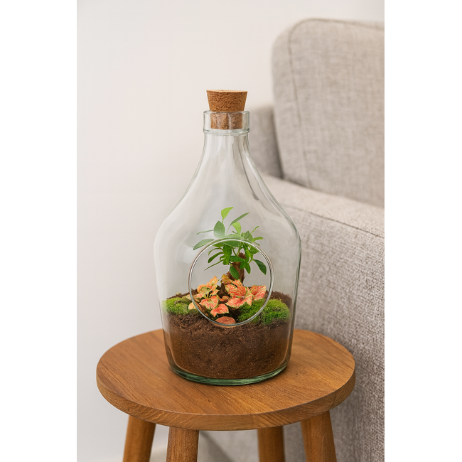 Open terrarium John - Bonsai & Ruby Lime ↑ 30 cm