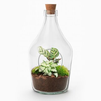 Open terrarium Joss - Calathea Makoyana & Fittonia witte tijger - ↑ 30 cm