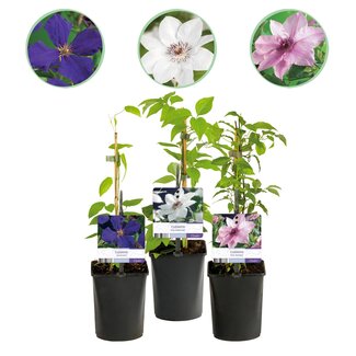 Green boutiQ - Klimplant - Clematis Tricolor - Bloem Roze Wit Paars - Weinig onderhoud - 3 planten - Pot 11cm Hoogte 40cm