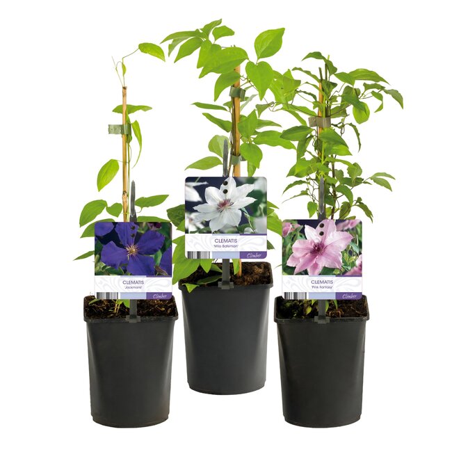 Green boutiQ - Klimplant - Clematis Tricolor - Bloem Roze Wit Paars - Weinig onderhoud - 3 planten - Pot 11cm Hoogte 40cm