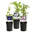 Green boutiQ - Klimplant - Clematis Tricolor - Bloem Roze Wit Paars - Weinig onderhoud - 3 planten - Pot 11cm Hoogte 40cm