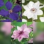 Green boutiQ - Klimplant - Clematis Tricolor - Bloem Roze Wit Paars - Weinig onderhoud - 3 planten - Pot 11cm Hoogte 40cm