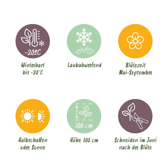 Green boutiQ - Klimplant - Clematis Tricolor - Bloem Roze Wit Paars - Weinig onderhoud - 3 planten - Pot 11cm Hoogte 40cm