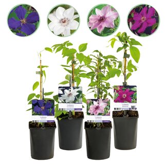 Green boutiQ - Klimplant - Clematis Rainbow - Bloem Roze Wit Paars Rood - Weinig onderhoud - 4 planten - Pot 11cm Hoogte 40cm