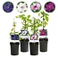 Green boutiQ - Klimplant - Clematis Rainbow - Bloem Roze Wit Paars Rood - Weinig onderhoud - 4 planten - Pot 11cm Hoogte 40cm