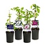 Green boutiQ - Klimplant - Clematis Rainbow - Bloem Roze Wit Paars Rood - Weinig onderhoud - 4 planten - Pot 11cm Hoogte 40cm