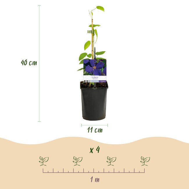 Green boutiQ - Klimplant - Clematis Rainbow - Bloem Roze Wit Paars Rood - Weinig onderhoud - 4 planten - Pot 11cm Hoogte 40cm