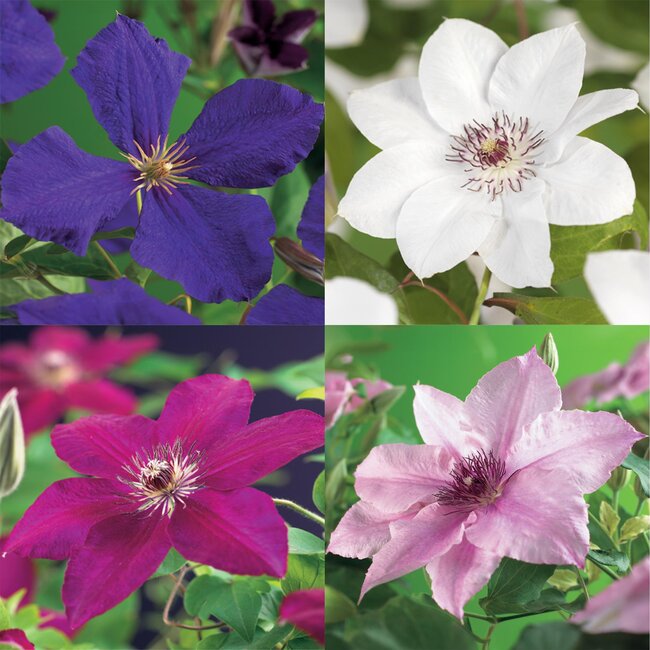 Green boutiQ - Klimplant - Clematis Rainbow - Bloem Roze Wit Paars Rood - Weinig onderhoud - 4 planten - Pot 11cm Hoogte 40cm