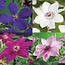 Green boutiQ - Klimplant - Clematis Rainbow - Bloem Roze Wit Paars Rood - Weinig onderhoud - 4 planten - Pot 11cm Hoogte 40cm