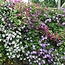 Green boutiQ - Klimplant - Clematis Rainbow - Bloem Roze Wit Paars Rood - Weinig onderhoud - 4 planten - Pot 11cm Hoogte 40cm