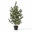 Dennenboom (Cedar Pine) 120 cm – Kunstplant in pot