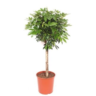 Schefflera op stam - 150 cm
