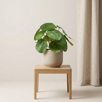 Pilea struik 25 cm in zwarte pot - Kunstplant - Kunstplant