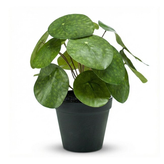 Pilea struik 25 cm in zwarte pot - Kunstplant - Kunstplant