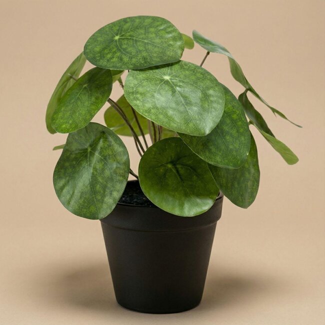 Pilea struik 25 cm in zwarte pot - Kunstplant - Kunstplant