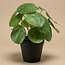 Pilea struik 25 cm in zwarte pot - Kunstplant - Kunstplant