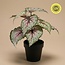Begonia - 26 cm in pot - Kunstplant - UV-bestendig - Binnen & Buiten
