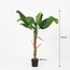 ARTIFICIAL Bananenplant Musa - 150cm