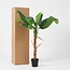 ARTIFICIAL Bananenplant Musa - 150cm