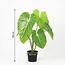 ARTIFICIAL Philodendron - 100cm