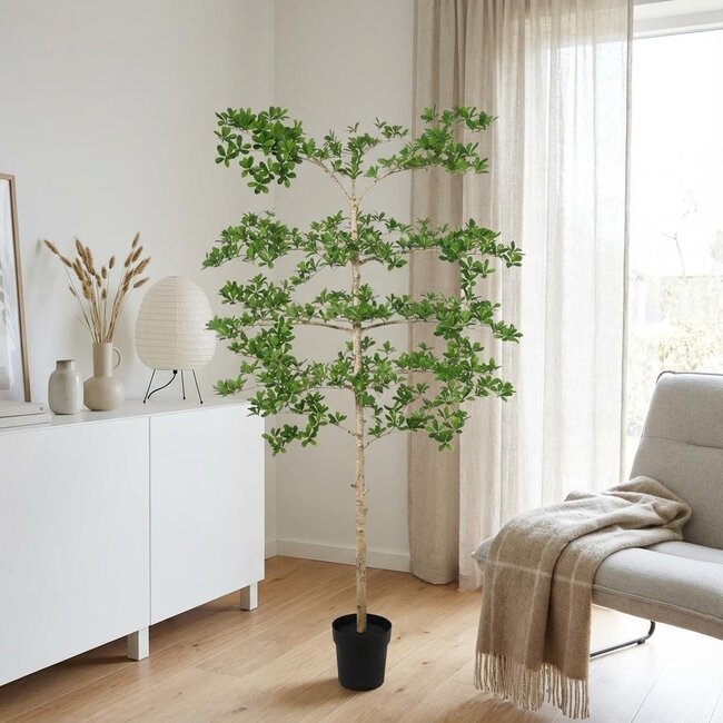 ARTIFICIAL Bucida - 200cm