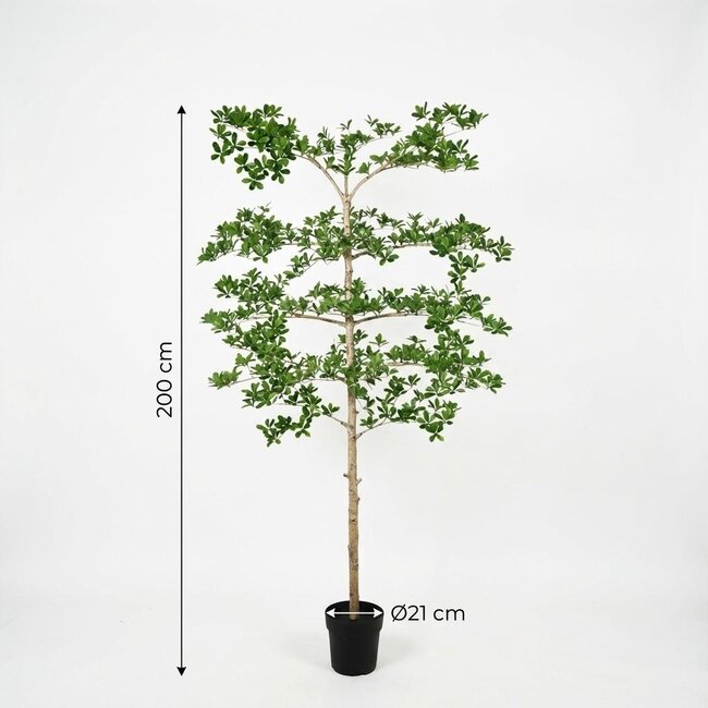 ARTIFICIAL Bucida - 200cm