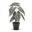 Alocasia struik in pot 40 cm - Kunstplant - Artificial plant
