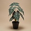 Alocasia struik in pot 40 cm - Kunstplant - Artificial plant