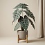 Alocasia struik in pot 40 cm - Kunstplant - Artificial plant