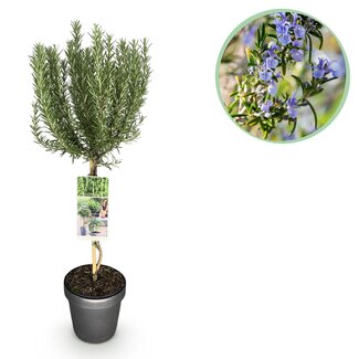 Plant op Stam - Rosmarinus officinalis - Terrasplant - Bladhoudend - Winterhard - Paarse Bloem - Pot 19cm Hoogte 90cm