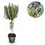 Plant op Stam - Rosmarinus officinalis - Terrasplant - Bladhoudend - Winterhard - Paarse Bloem - Pot 19cm Hoogte 90cm