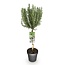 Plant op Stam - Rosmarinus officinalis - Terrasplant - Bladhoudend - Winterhard - Paarse Bloem - Pot 19cm Hoogte 90cm