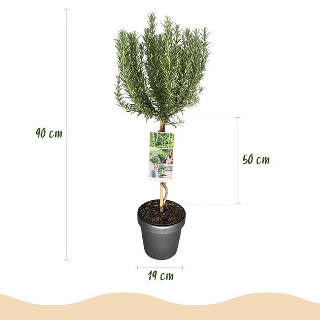Plant op Stam - Rosmarinus officinalis - Terrasplant - Bladhoudend - Winterhard - Paarse Bloem - Pot 19cm Hoogte 90cm