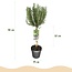Plant op Stam - Rosmarinus officinalis - Terrasplant - Bladhoudend - Winterhard - Paarse Bloem - Pot 19cm Hoogte 90cm