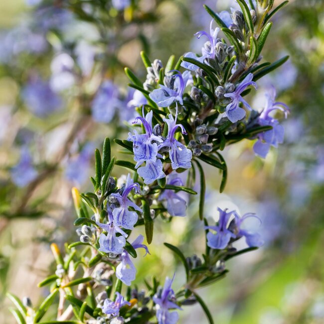 Plant op Stam - Rosmarinus officinalis - Terrasplant - Bladhoudend - Winterhard - Paarse Bloem - Pot 19cm Hoogte 90cm