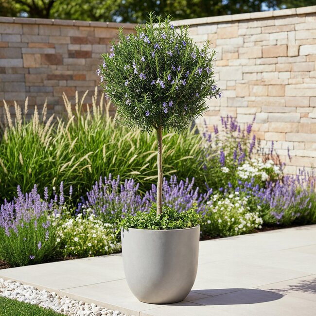 Plant op Stam - Rosmarinus officinalis - Terrasplant - Bladhoudend - Winterhard - Paarse Bloem - Pot 19cm Hoogte 90cm