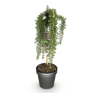 Groene boutiQ - Plant op Stam - Rosmarinus officinalis Prostratus - Terrasplant - Bladhoudend - Winterhard -Paarse Bloem - Pot 19cm Hoogte 90cm