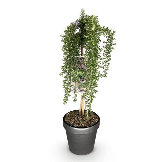 Groene boutiQ - Plant op Stam - Rosmarinus officinalis Prostratus - Terrasplant - Bladhoudend - Winterhard -Paarse Bloem - Pot 19cm Hoogte 90cm