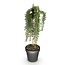Groene boutiQ - Plant op Stam - Rosmarinus officinalis Prostratus - Terrasplant - Bladhoudend - Winterhard -Paarse Bloem - Pot 19cm Hoogte 90cm