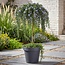 Groene boutiQ - Plant op Stam - Rosmarinus officinalis Prostratus - Terrasplant - Bladhoudend - Winterhard -Paarse Bloem - Pot 19cm Hoogte 90cm