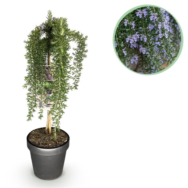 Groene boutiQ - Plant op Stam - Rosmarinus officinalis Prostratus - Terrasplant - Bladhoudend - Winterhard -Paarse Bloem - Pot 19cm Hoogte 90cm