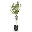 Plant op Stam- Syringa meyeri Palibin - Terrasplant - Bladverliezend - Winterhard- Paarse Bloem - Pot 19cm Hoogte 90cm