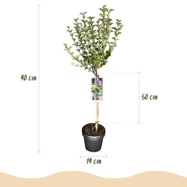 Plant op Stam- Syringa meyeri Palibin - Terrasplant - Bladverliezend - Winterhard- Paarse Bloem - Pot 19cm Hoogte 90cm