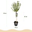 Plant op Stam- Syringa meyeri Palibin - Terrasplant - Bladverliezend - Winterhard- Paarse Bloem - Pot 19cm Hoogte 90cm