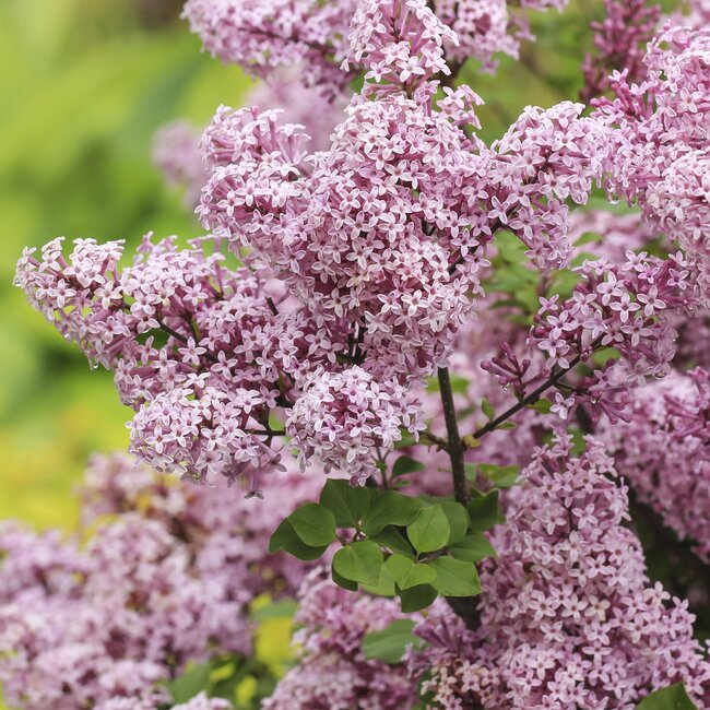 Plant op Stam- Syringa meyeri Palibin - Terrasplant - Bladverliezend - Winterhard- Paarse Bloem - Pot 19cm Hoogte 90cm
