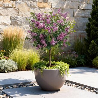 Plant op Stam- Syringa meyeri Palibin - Terrasplant - Bladverliezend - Winterhard- Paarse Bloem - Pot 19cm Hoogte 90cm